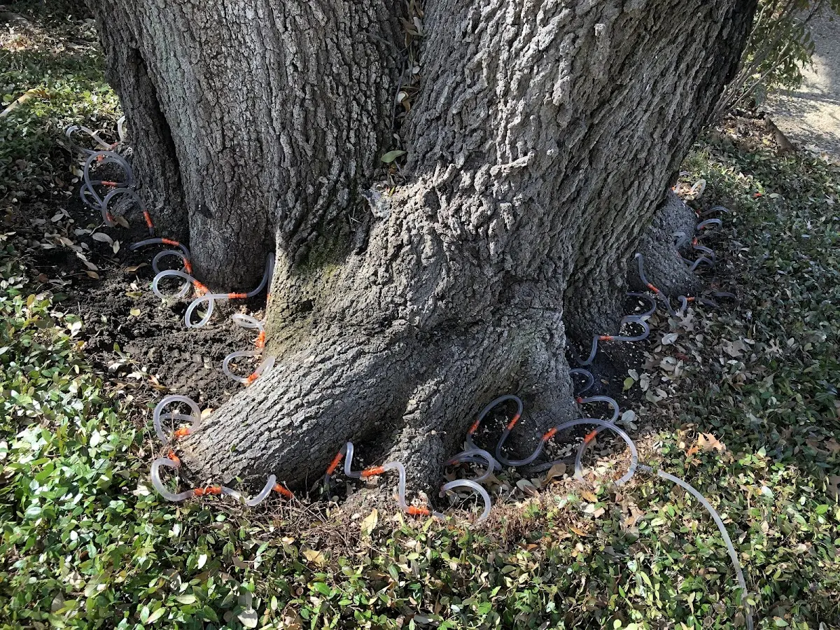 Detailed Tree Cabling and Bracing job site in Mc Donald