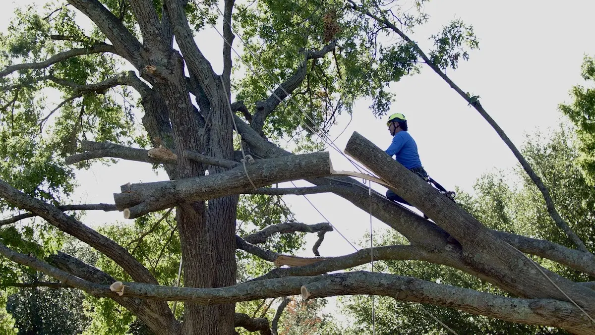 Professional Crown Thinning performed by certified arborists in Mc Donald
