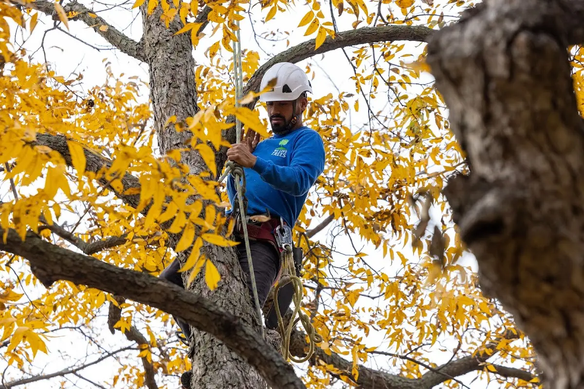 Skilled Tree Planing crew working in Mc Donald